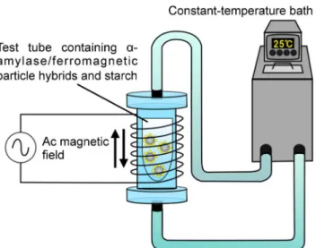 Fig 2. Schematic representation of an experimental system. A solution, in which α-amylase/