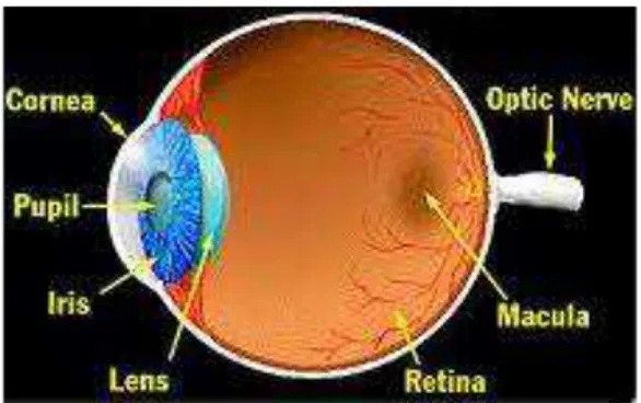 Figure 2 Normal Vision and Vision with Diabetic  Retinopathy 