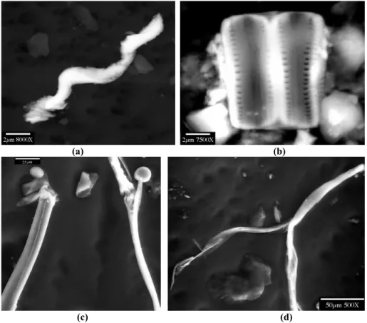 Figure 1. ESEM images of microorganisms from different depths of Vostok ice: (a) chain of unseparated