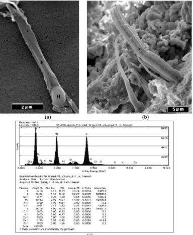 Figure 5. FESEM images of a. filament of modern Calothrix sp. from Little White River, Oregon with basal heterocyst                                                                    (c)                                        