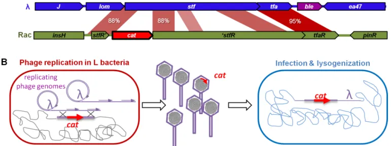 Fig 7. Horizontal gene transfer mediated by λ. A) The cat gene conferring chloramphenicol resistance Cm R (red arrow, cat) of the lysogenic strain is inserted in the defective prophage Rac