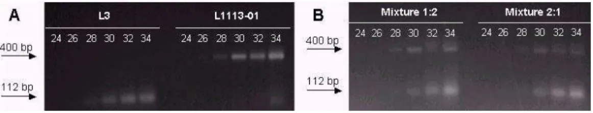 Figure 1.  Electrophoresis of the samples of leaf DNA and the respective mixtures, on a 3% agarose gel, treated with  ethidium bromide, showing the products amplified with the primer bnlg182