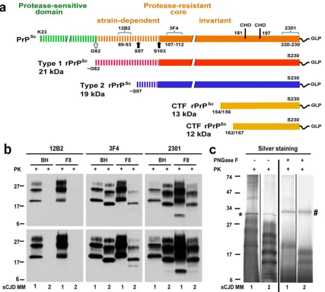 Fig 1. Schematic representation of PK-resistant fragments in rPrP Sc corresponding to Type 1 (MM1) and Type 2 (MM2) sCJD prions and molecular characteristics of purified human rPrPSc used in structural studies