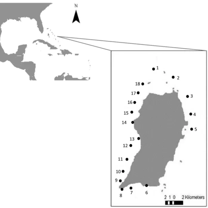 Figure 1. Map of study sites in the island of San Salvador (The Bahamas). Circles indicate the study sites