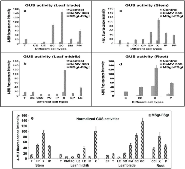 Figure 7. Expression of CaMV35S promoter and MSgt-FSgt promoter in different cell/tissue type of transgenic tobacco ( N