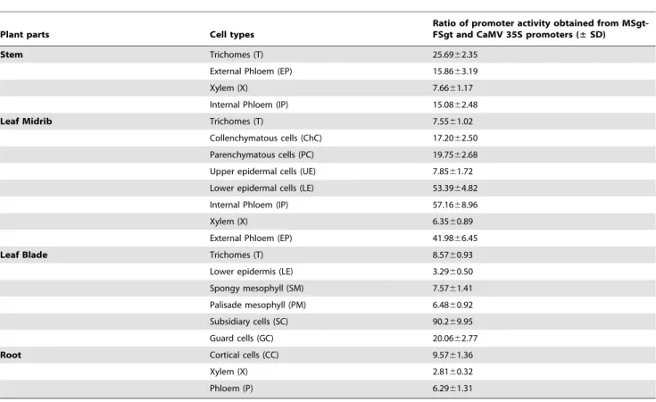 Table 4. Comparison of GUS reporter activity in vascular tissues of transgenic plants developed with FS3, MS8 and MSgt-FSgt promoters.