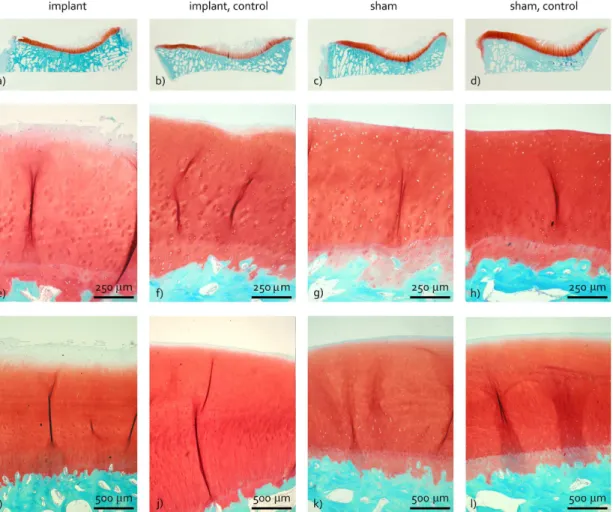 Fig 8. Representative examples of cartilage histology. a-d) Tibia sections. e-h) Magnifications of the outer tibia region