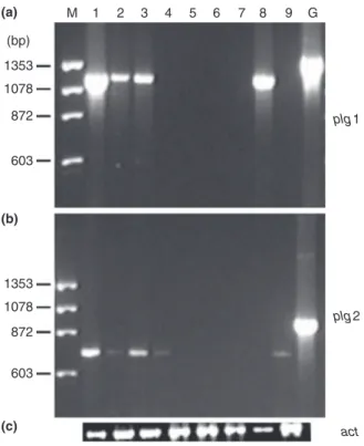 Figure 1 Effect of catabolite repression on the expression of plg1 and plg2 genes of Penicillium griseoroseum