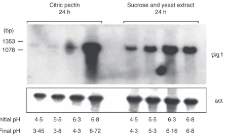 Figure 4 Effect of yeast extract on plg1 expression. Total RNA was extracted from mycelia grown on buffered media (pH 6Æ8) with added sucrose (1), sucrose and yeast extract (2), glucose (3), glucose and yeast extract (4), glucose and yeast extract –36 h (5