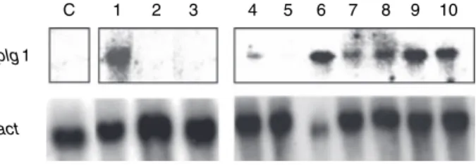 Figure 5 Effect of different modulators on plg1 expression. Penicil- Penicil-lium griseoroseum was initially grown in mineral medium and then transferred to media containing different substances for 24 h
