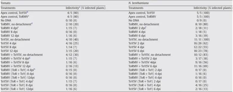 Fig. 2B). These results suggest that ToRMV has a negative effect on ToYSV during the initial stages of infection, but ToYSV facilitates systemic infection by ToRMV at the later stages of infection.