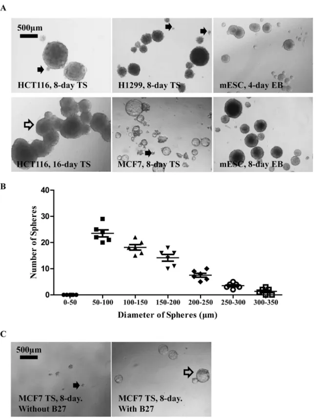 Fig 1. General characteristics of tumor spheres formed from multiple cell lines. A. Significant heterogeneity existed in the size of TS as shown by representative pictures of TS from H1299 and MCF7 cultured in TS medium for 8 days