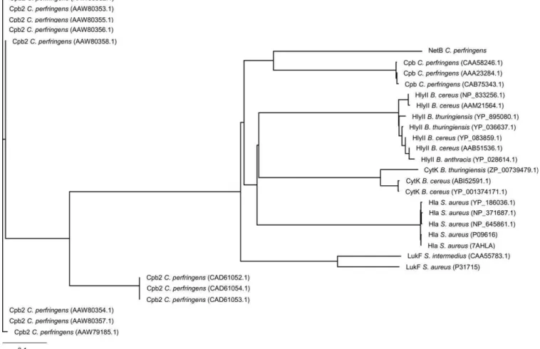 Figure 4. Phylogenetic Analysis of NetB