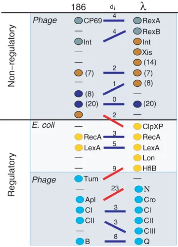 Figure 3. Alignment of Two Phage Networks