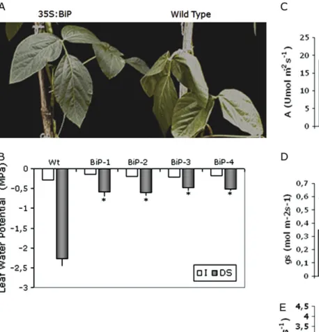 Fig. 3B), suggesting that a stress avoidance mechanism could account, at least in part, for the apparent increase in water stress tolerance mediated by BiP