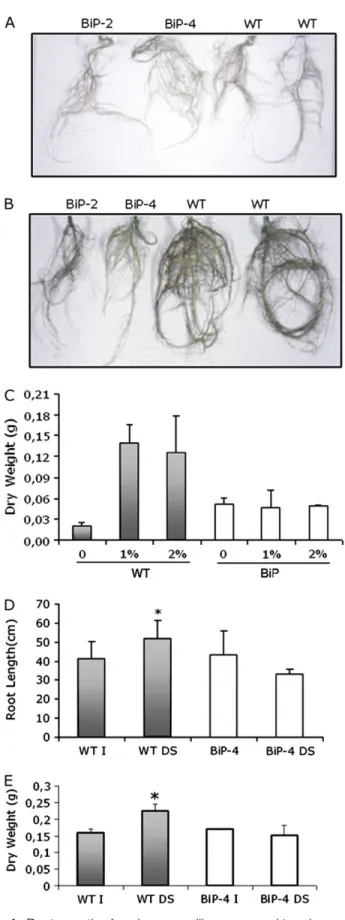 Fig. 4. Root growth of soybean seedlings exposed to a low water potential. Wild type (WT) and BiP overexpressing (BiP-2 and BiP-4 lines) soybean seedlings were grown on MS solid medium in the absence (A) and presence of 1% PEG (B) for 4 weeks when the root