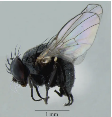 Figure 2. Japanagromyza inferna Spencer, male, in lateral view.