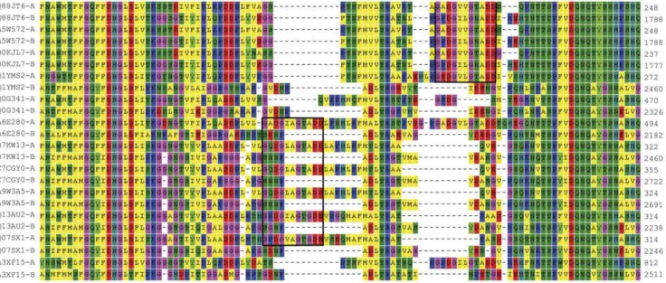 Figure 2. Domain architecture of PepA. Two animal peroxidase-like domains (according to PROSITE profile PS50292) are shown in red, with an internal region of low homology marked in fair red; sequences with the consensus G-X-D-G-X(5)-D-D interrupting the do