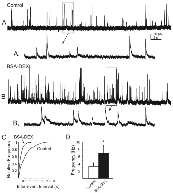 Figure  3.    The  membrane  impermeant  BSA-conjugated  DEX  enhanced  mIPSC  frequency,  suggesting  activation  of  a nonclassical membrane-associated glucocorticoid receptor