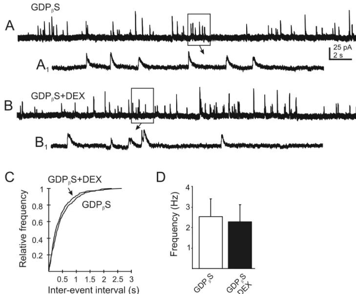 Figure 4.  Blockade of G protein-mediated responses in the recorded neuron prevents the DEX-induced change in mIPSC frequency
