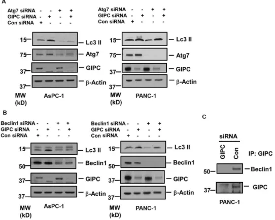 Figure 2. The role of Beclin 1 and Atg 7 in GIPC induced autophagy. A) Immunoblot analysis of the Atg7 expression in AsPC-1 and PANC-1 cell lysates transfected with siRNA to GIPC, Atg7 and scrambled control.