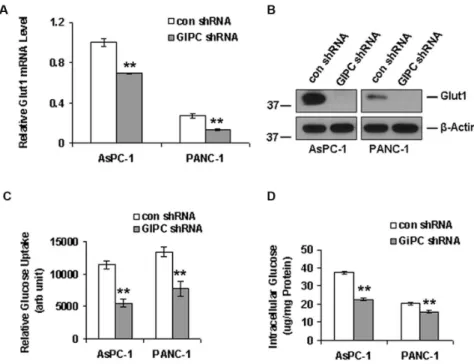 Figure 3. GIPC regulates autophagy by interfering with glucose uptake. A) Quantitative PCR and B) Western blot analysis of Glut1 to analyze the effect of GIPC-depletion in Glut1 expression