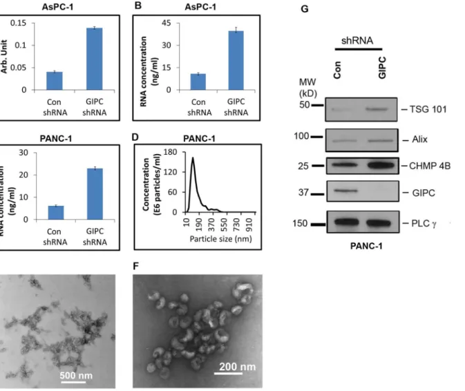 Figure 5. GIPC increase exosome secretion and biogenesis. Exosomes were isolated from culture media of AsPC-1 and PANC-1 GIPC depleted and control cell culture