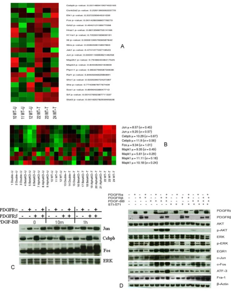 Figure 6. PDGFR regulates IL6 pathway and the signaling pathways modulated by STI-571