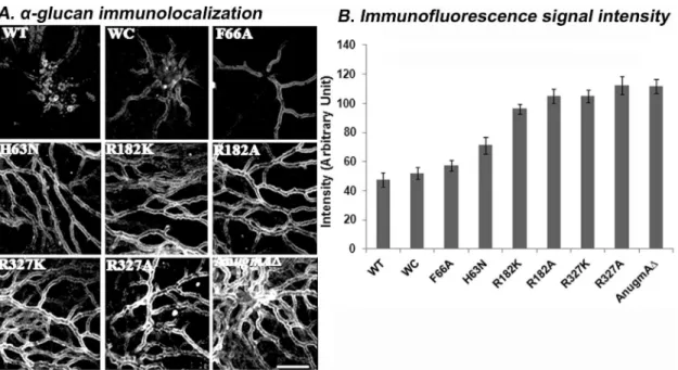 Figure 5. Localization of Alpha-glucan in Aspergillus nidulans Cell wall. A. Alpha-glucan immunolocalization