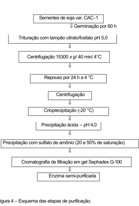 Figura 4 – Esquema das etapas de purificação. 