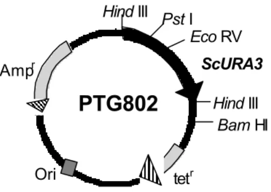 Figura 1 - Esquema do plasmídeo PTG802. 