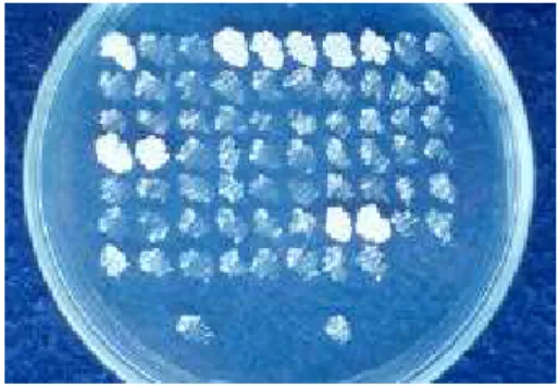 Figura 2   -  K. lactis  mutantes resistentes a ácido 5-fluoro orótico e auxotróficos  para uracila, após mutagênese de uma população de 10 8  células por  irradiação com UV durante 6 minutos, e selecionados em meio  contendo 5FOA