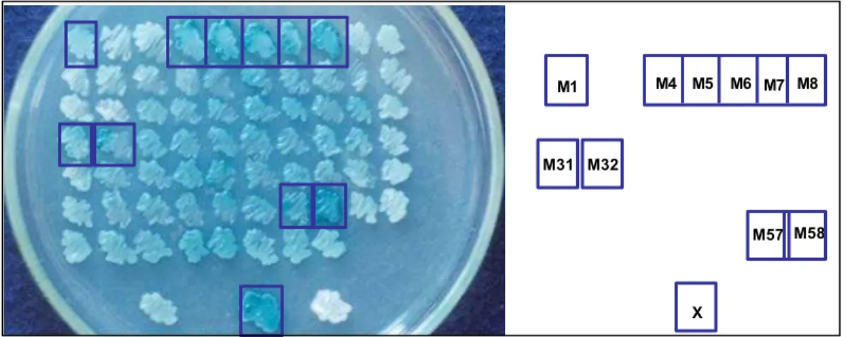 Figura 3  -  Mutantes auxotróficos para uracila, de  K. lactis.  crescendo em meio  YNBL na presencia de X-Gal