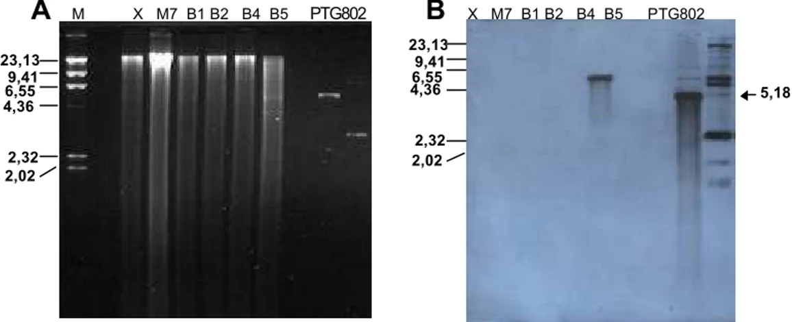 Figura 4  -  Análise dos transformantes de  Kluyveromyces lactis M7.  A Eletroforese em gel de agarose 0,8% do DNA das linhagens  selvagem (X), mutante (M7) e transformantes B1, B3, B4, B5  clivado com a enzima de restrição  Bgl  II 