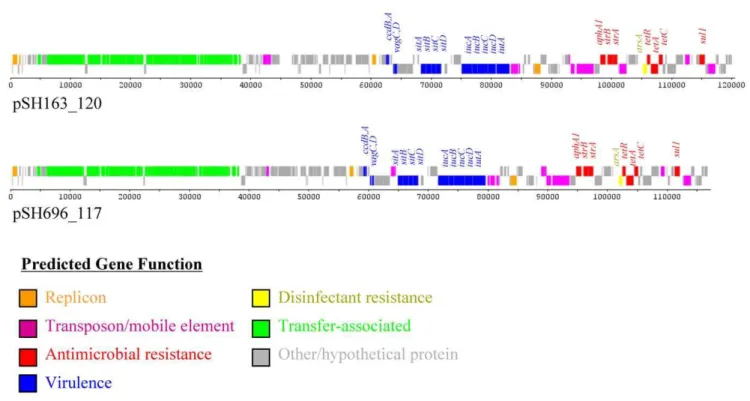 Figure 2. Linear representation of the IncFIB plasmids. For each of the plasmid diagrams the predicted functions of genes are identified by the colors indicated in the figure key