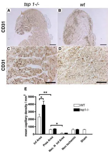 Figure 6. Phagocytosis of necrotic muscle cells debris is a pro- pro-inflammatory signal for macrophages