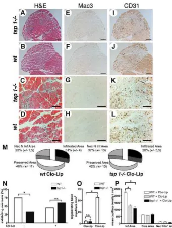 Figure 8. Depletion of circulating monocytes reverses tissue protection in tsp-12/2 mice