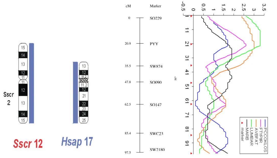 Figure 1. Comparative physical and linkage map of pig chromosome12 with human chromosome 17 and QTL analyses on pig chromosome 12