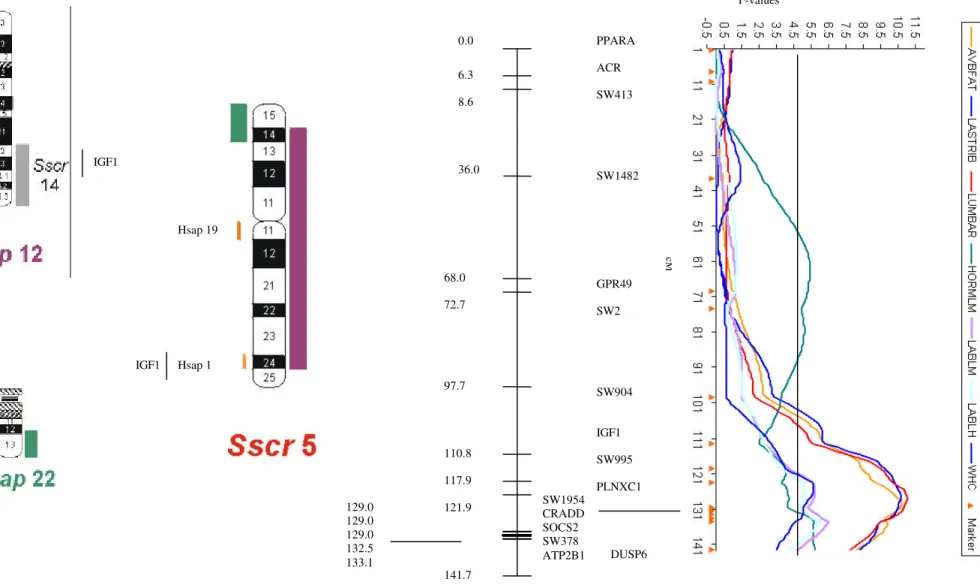 Figure 2. Comparative physical and linkage map of pig chromosome 5 with human chromosomes 12 and 22 and QTL analyses on  pig chromosome 5