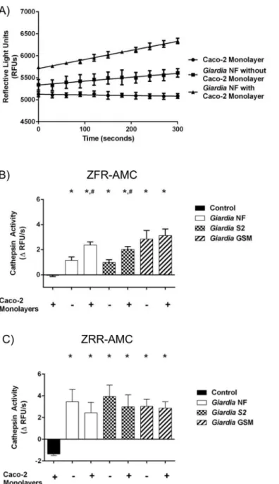 Fig 4. Giardia duodenalis trophozoites release catB and L cysteine proteases into cell supernatants.