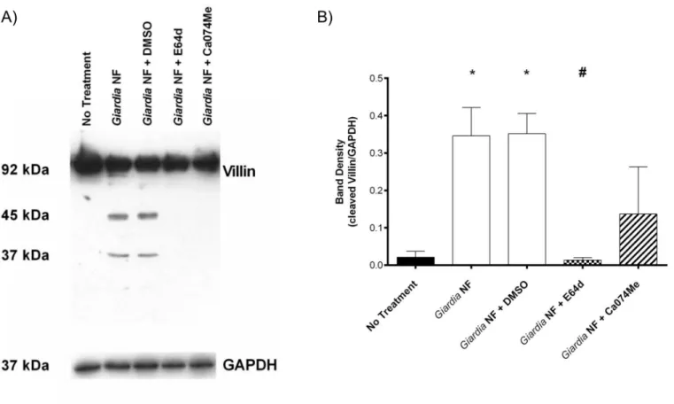 Fig 8. Co-incubation of Giardia duodenalis NF trophozoite sonicates and Caco-2 lysates results in villin cleavage and is prevented by E64d