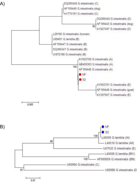 Fig 2. Phylogenetic trees of the NF and S2 isolates of Giardia duodenalis. Phylogenetic trees are based on the DNA sequences of amplified fragments of the 16s rRNA (A) and glutamate dehydrogenase (gdh) genes (B).
