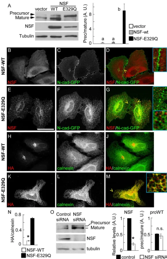 Fig 4. Function of NSF in N-cadherin trafficking. (A) Western blotting analysis of HeLa cells co-transfected with pro-WT, and empty vector or vector encoding NSF-WT or NSF-E329Q