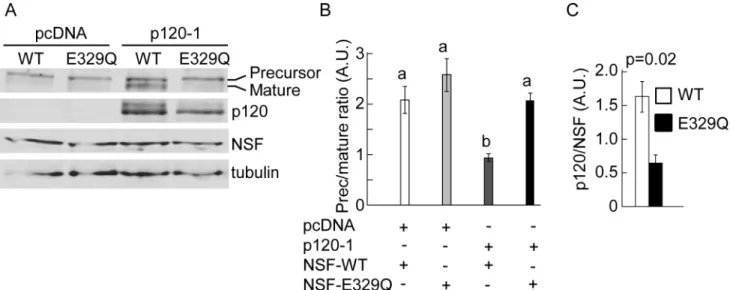 Fig 6. Combinatorial analysis of p120 and NSF in N-cadherin processing. (A) SW48 cells expressing pro-WT in combination with empty vector (pcDNA) or p120-1, and NSF-WT (WT) or NSF-E329Q (E329Q)