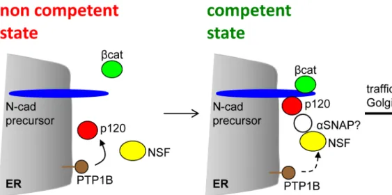 Fig 7. Model representing the complex assembly required for N-cadherin precursor traffic at the ER