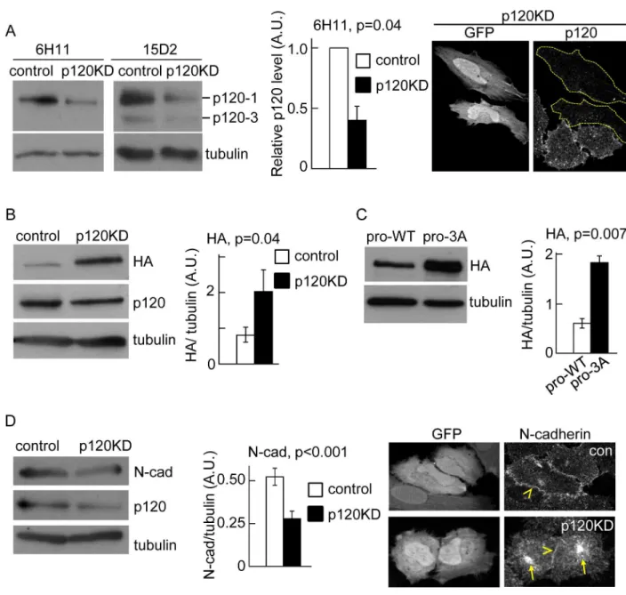 Fig 1. P120 catenin promotes N-cadherin precursor processing. (A) Left, Western blotting analysis of HeLa cells transfected with shRNAi targeting mouse p120 (control) or human p120 (p120KD)