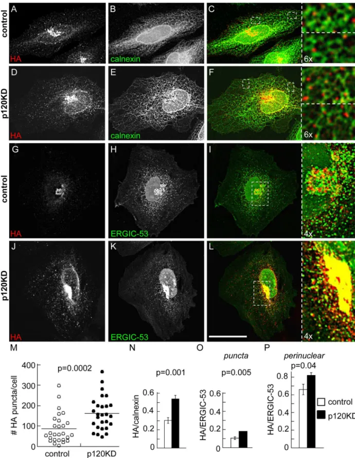 Fig 2. Distribution of N-cadherin precursor in p120KD HeLa cells. HeLa cells were co-transfected with pro-WT2 and either control (A-C, G-I) or p120KD (D-F, J-L) shRNAi