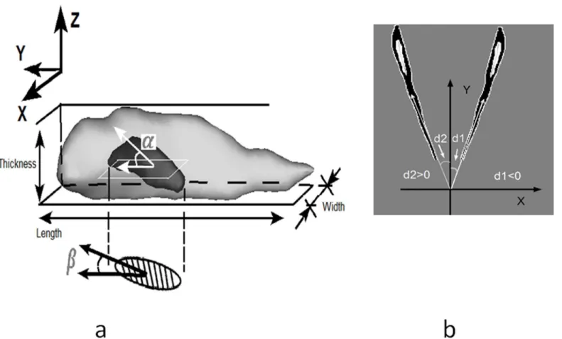 Fig 3. a) 3D surface rendering of nucleus denotes the out-of-plane angle (tilt angle), labeled as α, in-plane orientation angle of projected nucleus was denoted as β