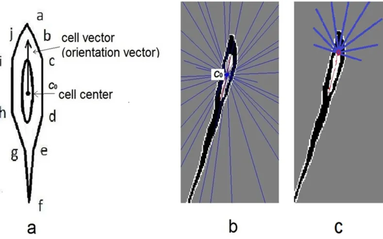 Fig 4. a) An idealized shape model of single cell was showed. The right edge was ordered in a-b-c-d-e-f