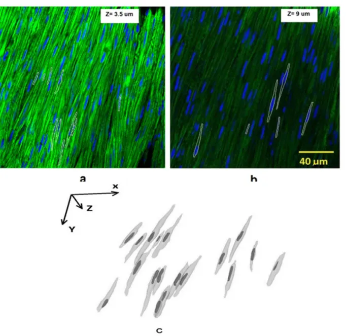 Fig 6. a) 3D cell contours in white were overlapped on original cell image. A slice at z = 3.5μm was analyzed